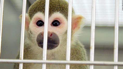 Fda Research Monkeys Retire At Florida Animal Sanctuary Cnn