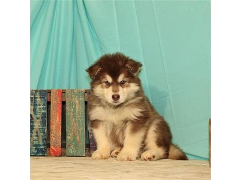 Alaskan Malamute Dog Female Red White 2672897 My Next Puppy