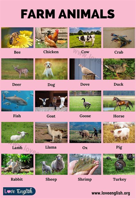 Farm animals 20 names of animals that live on a farm – Artofit