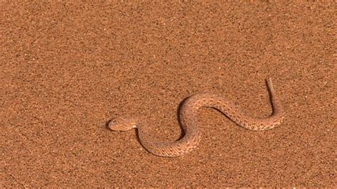 Sidewinder Snake Stock Footage Video 3551531 - Shutterstock