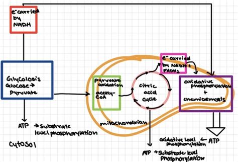 Biol Topic Flashcards Quizlet