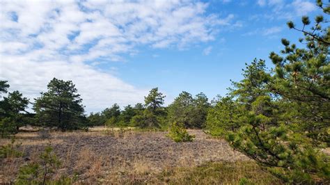 Top 5 Favorite Pine Barrens Hiking Spots