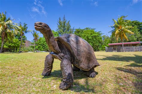 Wildlife Aldabra Giant Tortoise On The Turtle Island Curious Seychelles