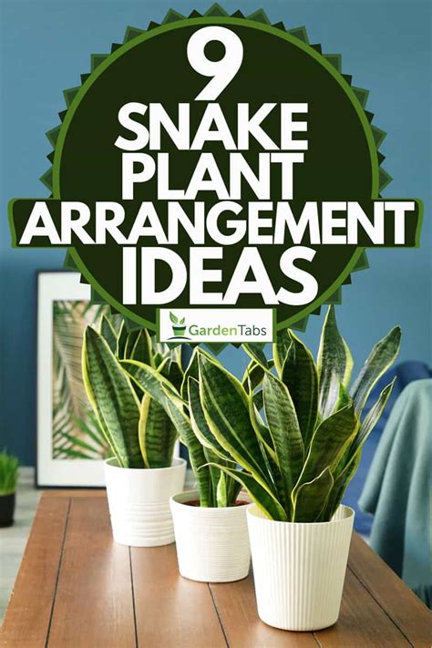 9 Snake Plant Arrangement Ideas