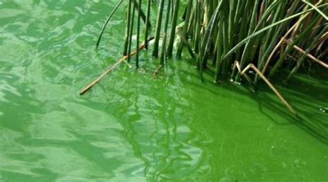 Alerta Amarilla Por Cianobacterias En La Laguna De Rocha Chacabuco En Red