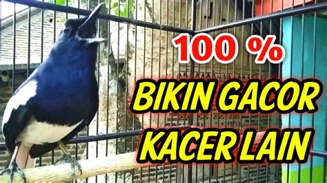 Terbukti Ampuh Bikin Gacor Kacer Lain Pasti Langsung Nyaut Emosi