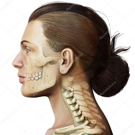 3d Renderizado Ilustraci N M Dicamente Precisa De Un Scull Femenino Y