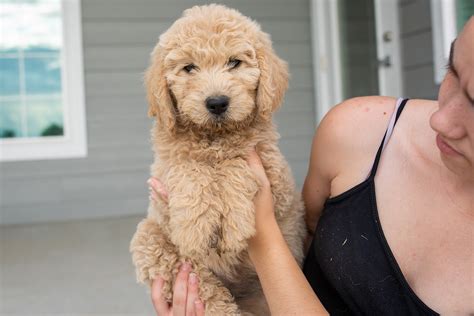 Golden Puppy Spot Goldendoodle Puppies 8 Weeks Old 7152019