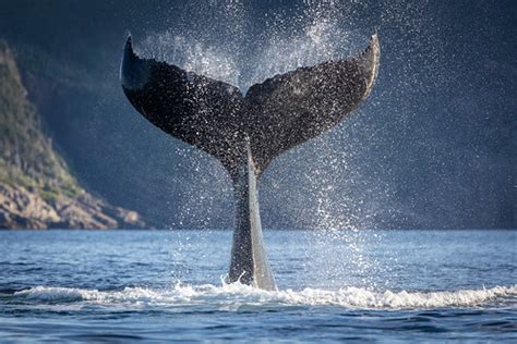 Humpback Whale Tail Fluke David Burt Flickr