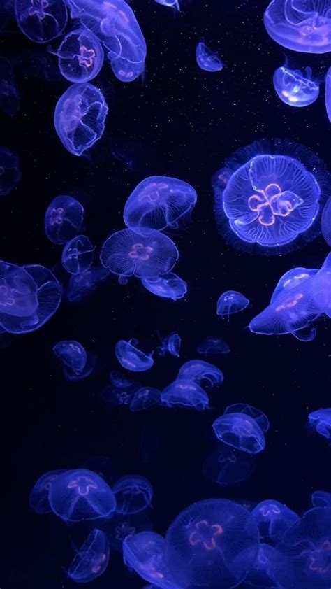 Many Jellyfish Are Swimming In The Water