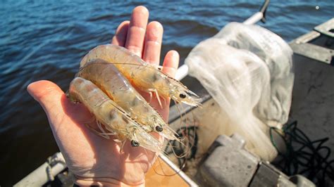 Cast Netting GIANT SHRIMP In The RIVER Catch Clean Cook YouTube