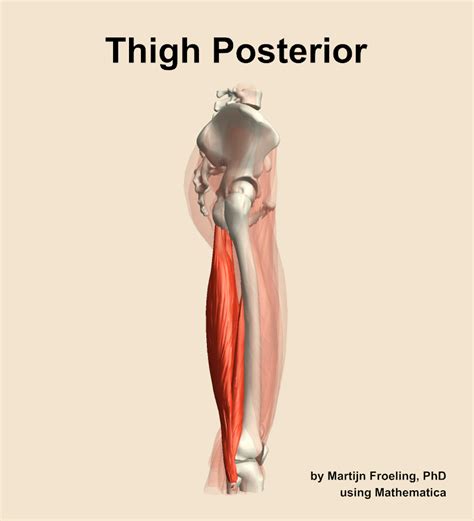 Muscles of the posterior compartment of the thigh