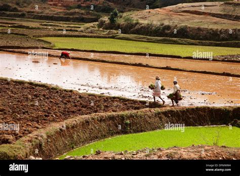 Peasant Madagascar Hi Res Stock Photography And Images Alamy