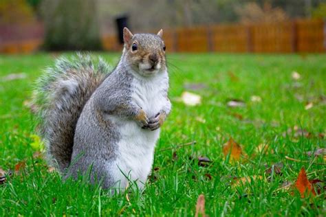 8 Proven Ways To Attract Squirrels To Your Backyard My Backyard Life