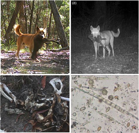 A Camera Trap Image Of A Dingo Carrying A Swamp Wallaby Nsw Dpi