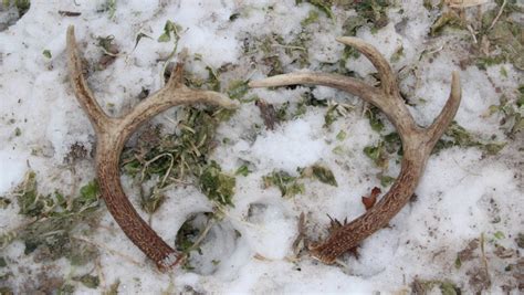 Deer shedding antlers early in southwestern Wisconsin