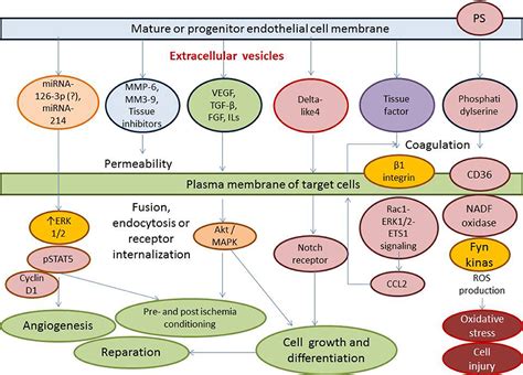 Frontiers Extracellular Endothelial Cell Derived Vesicles Emerging