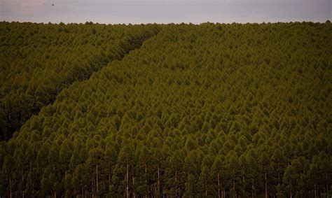 Eucalipto Guia Inteiro Sobre O Cultivo