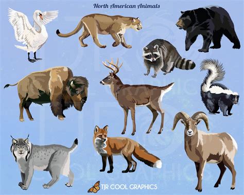 North American Animals List