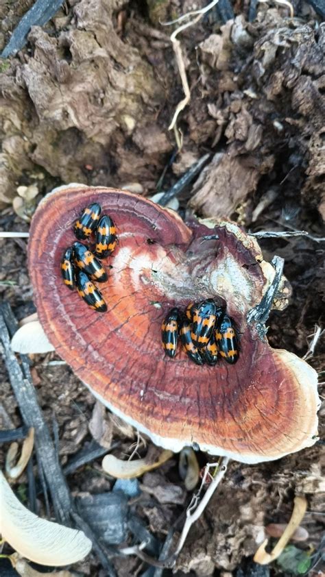 Red Banded Fungus Beetle From Pottsgrove Pa Usa On May