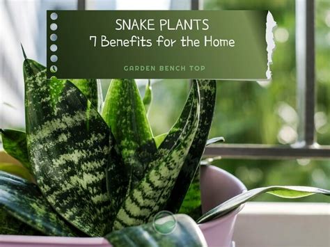 7 Benefits Of Snake Plants In The Home Must Read