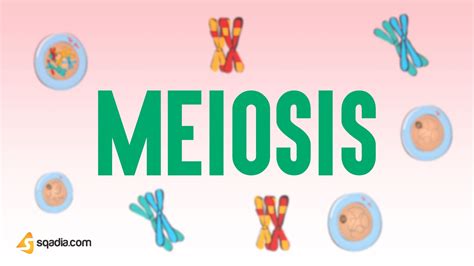 Meiosis - Animation