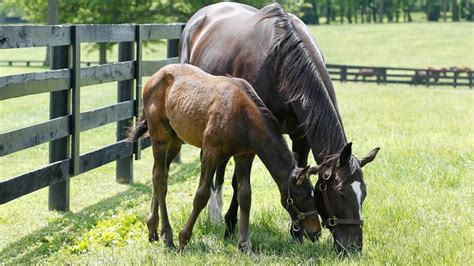 Zenyattas War Front Foal Dies At 4 Days Old Lexington Herald Leader