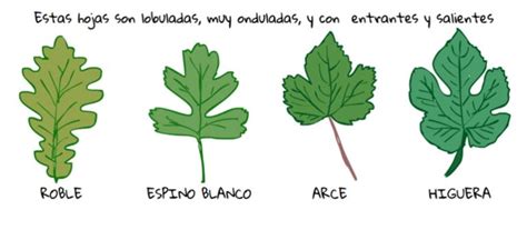 Identifica Los Tipos De Hojas De Árboles Forma Y Nombre