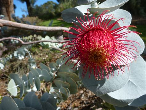 Western Australian Native Eucalyptus Rhodantha Var Rhodantha Common