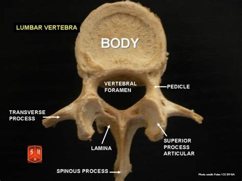 Bone Growth Srqdc