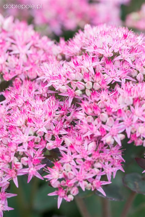 Szkółka Bylin Dobrepole Sedum Spectabile Munstead Dark Red