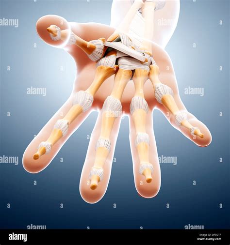 Human hand bones, artwork Stock Photo - Alamy