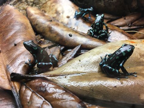 Dendrobates auratus 'Highland Bronze' » Amphibian Care