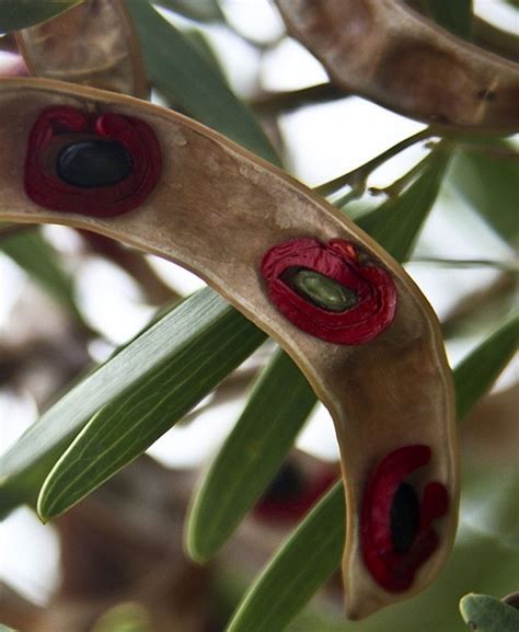 An Odd Looking Plant With Red Flowers On It S Petals And Green Leaves