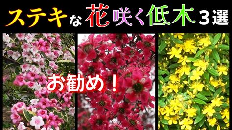 お勧め！【ステキな花咲く低木3選】ぎっしり可愛らしいお花が咲く低木の紹介！ Youtube