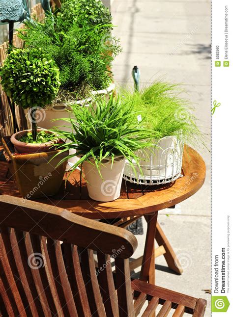 Potted Green Plants Stock Photo Image Of Decorating Container 5362560