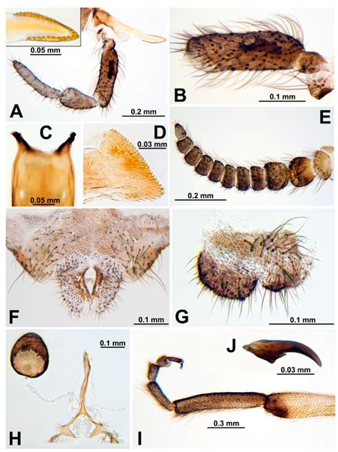 Diversity Free Full Text Northsouth Differentiation Of Black Flies