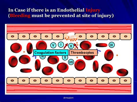 hemostasis powerpoint    id