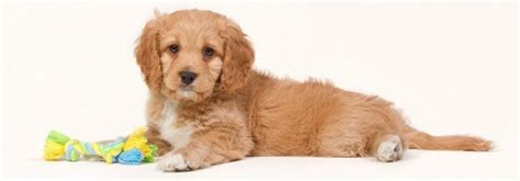 Cavapoo Size Chart | Weight & Growth Chart