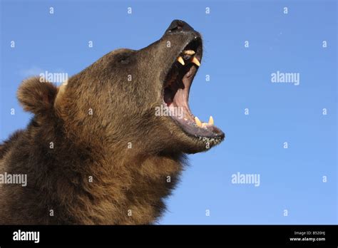 Roar grizzly bear hi-res stock photography and images - Alamy