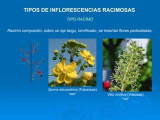 Inflorescencia Ppt