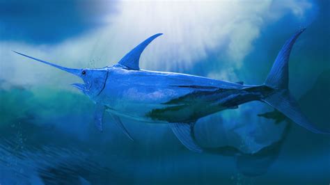 Blue Marlin Wallpapers - Top Free Blue Marlin Backgrounds - WallpaperAccess