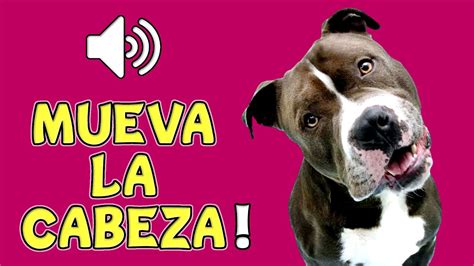 🐶 10 Sonidos Para Perros Para Que Muevan La Cabeza Youtube