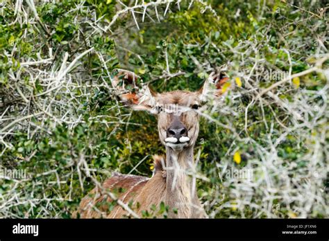 Hiding From The Cameras Greater Kudu Tragelaphus Strepsiceros Stock