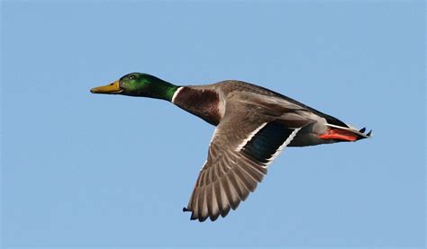 Mallard Duck In Flight - Wildlife - Photo.net