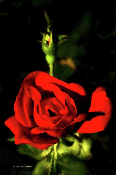 Red Rose Digital Art By Darlene Freas Fine Art America