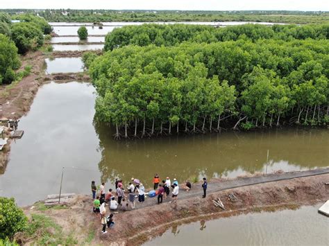 mangrove paru paru udara  lumbung ikan nusantara infoakuakulturcom