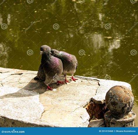 A Pair of Wild, Urban Pigeons Columba Livia Domesica in the Period of