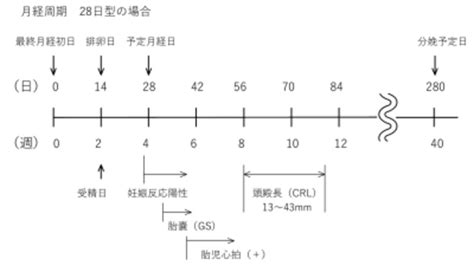 出産予定日いつわかる？月経日やcrlでの計算・確定方法 妊娠の基礎知識 All About