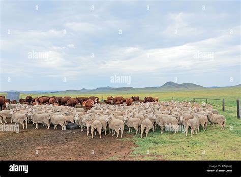 Ganado Y Ovejas Merino De Libre Rango En Pastizales Naturales En Una